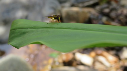 Exotic Yellow Fly
