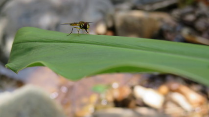 Exotic Yellow Fly