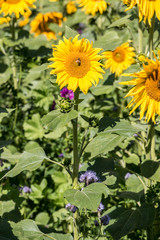 Big bright golden sunflowers on the big sunflower field with bees