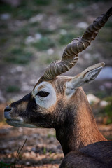 Obraz premium Blackbuck (Antilope cervicapra)