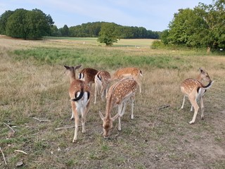 herd of deer