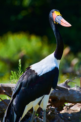Saddle-billed Stork (Ephippiorhynchus senegalensis)