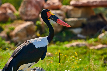 Saddle-billed Stork (Ephippiorhynchus senegalensis)