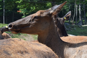 Animali all'Omega Park