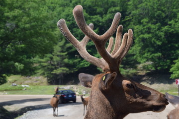 Animali all'Omega Park