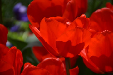 Transparent petals of a red tulip as a background. 