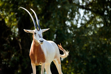 Scimitar-Horned Oryx (Oryx dammah)