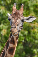 Naklejka premium Close up of a Giraffe