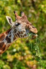 Close up of a Giraffe