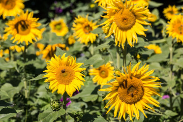 Fototapeta na wymiar Big bright golden sunflowers on the big sunflower field with bees
