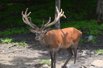 Animali all'Omega Park
