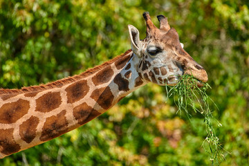 Close up of a Giraffe
