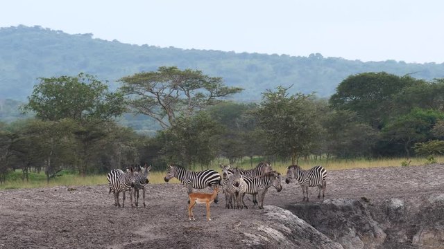 Impala and zebras, Uganda
