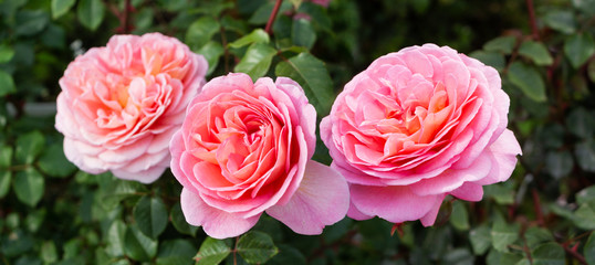 Beautiful roses, green garden background