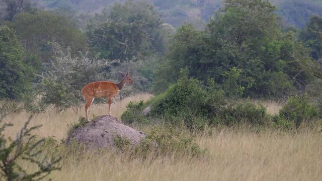 Bushbuck standing on a termite mound