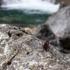 Butterfly Waterfall