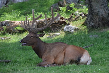 Animali all'Omega Park