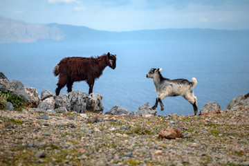 Naklejka premium goats herd by the sea