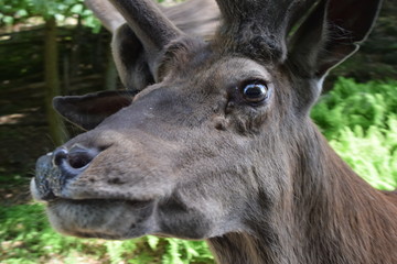 Animali all'Omega Park