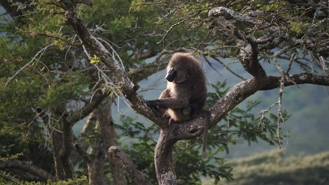 Olive baboon - Papio anubis - scratching