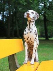 Hübscher brauner Dalmatiner auf einer gelben Parkbank