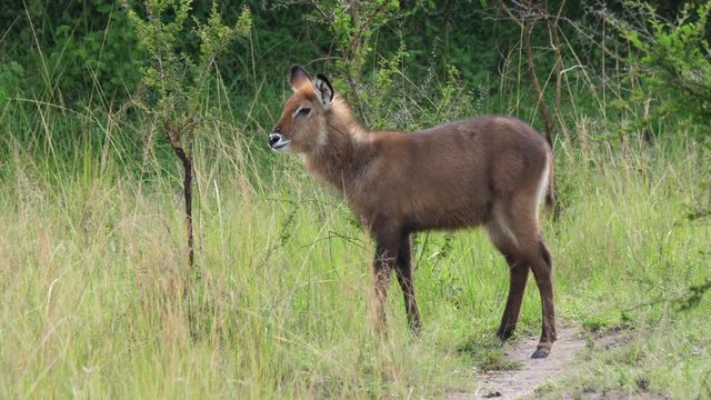 Defassa Waterbuck - Kobus ellipsiprymnus defassa