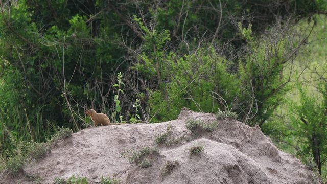 Common dwarf mongoose - Helogale parvula