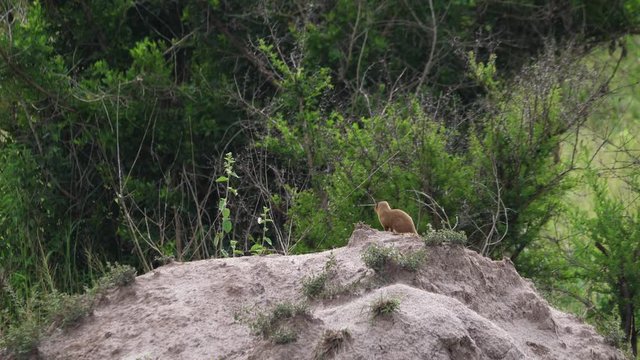 Common dwarf mongoose - Helogale parvula