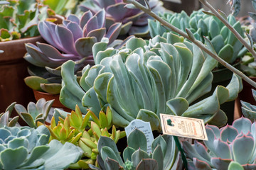 Cactus and Succulents