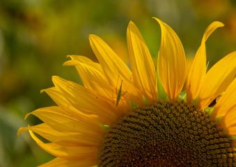 Sunflower and Grasshopper
