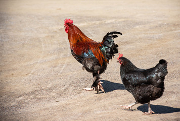 Strutting Rooster and Hen