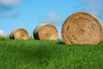 Harvested Hay 