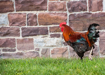 Strutting Rooster