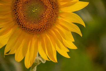 Obraz premium Sunflow