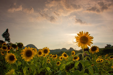 field of sunflowers and cloud sky
