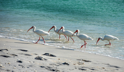 Shoreline Hunting Ibis Waterbirds