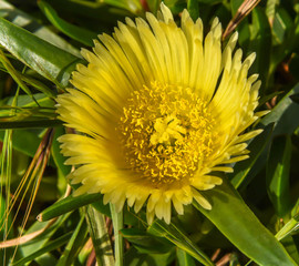Sunny Yellow Sedum Flower
