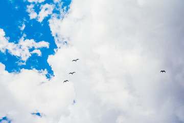 blue sky and flying stork