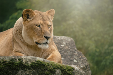 Naklejka na ściany i meble Lioness with sharp glowing eyes lying on a rock 