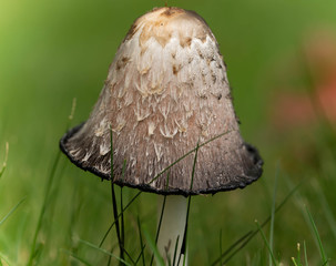 Close Up Look At An Edible Mushroom