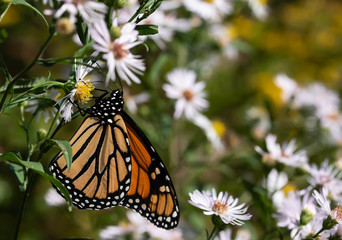 Monarch Butterfly on Flower
