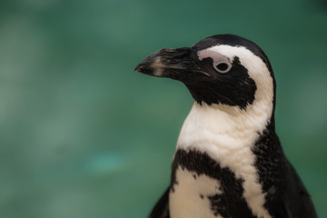 Obraz premium portrait of a penguin