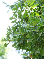 green leaves of the oak tree