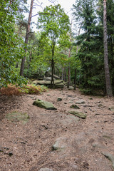 Big rocks in the middle of the green forest