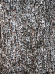 Abstract Texture Background 