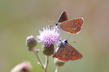 Brown Hairstreak butterfly mating