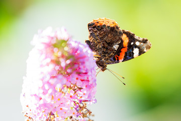 Red Admiral butterfly, Vanessa atalanta, feeding nectar from a purple butterfly-bush in garden.