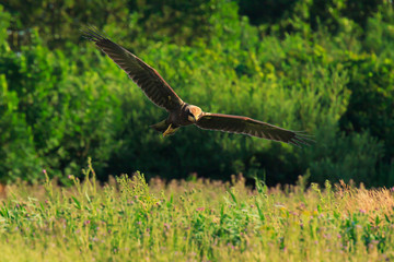Feamel Western marsh harrier, Circus aeruginosus, hunting