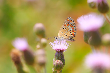 Brown Hairstreak butterfly Thecla betulae