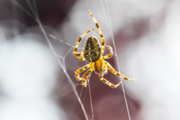 Cross spider, araneus diadematus, in a web